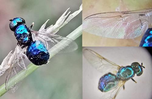 Microchrysa polita